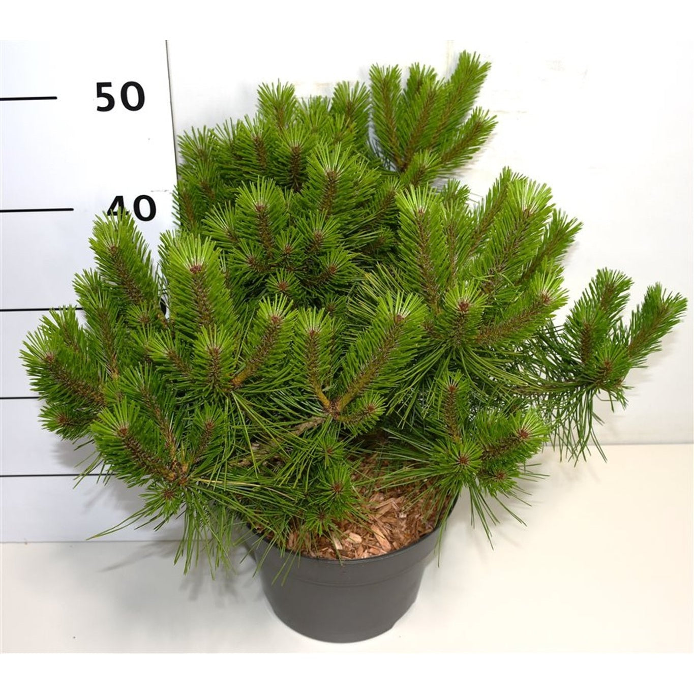 Japansk svarttall – Pinus densiflora 'Jane Kluis' - C5 30-40 CM